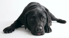 9 vecí, ktoré vyvolajú u psa hnev a zášť voči majiteľovi: Čo nerobiť, ak chcete psovi urobiť dobre